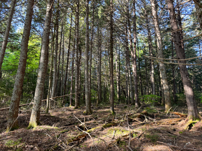Maine Lakefront Land for Sale - image 21