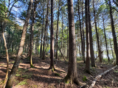 Maine Lakefront Land for Sale - image 13