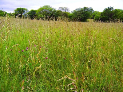 80+/- Acres Pasture and Hunting Farm Land (Potential to Row Crop) - image 10