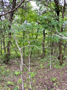 Buildable Lot in Holiday Island AR – Golf & Lake Community - image 1