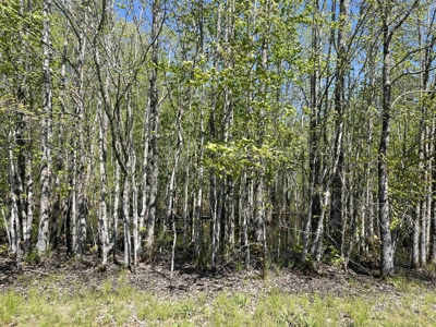 Wooded Land For Sale In Tn, Hunting Land, Land To Build On - image 28