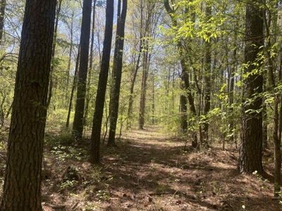 Wooded Land For Sale In Tn, Hunting Land, Land To Build On - image 21