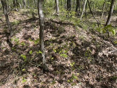 Wooded Land For Sale In Tn, Hunting Land, Land To Build On - image 9