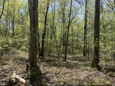 Wooded Land For Sale In Tn, Hunting Land, Land To Build On - image 23