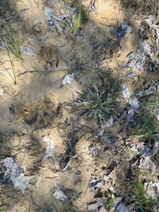 Wooded Land For Sale In Tn, Hunting Land, Land To Build On - image 3