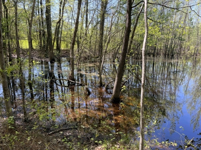 Wooded Land For Sale In Tn, Hunting Land, Land To Build On - image 12