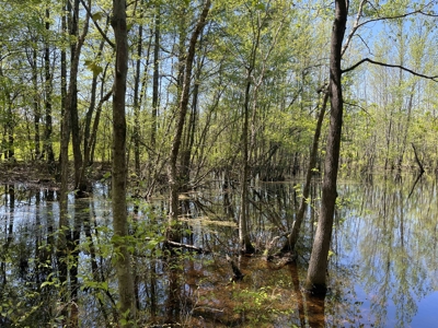 Wooded Land For Sale In Tn, Hunting Land, Land To Build On - image 8