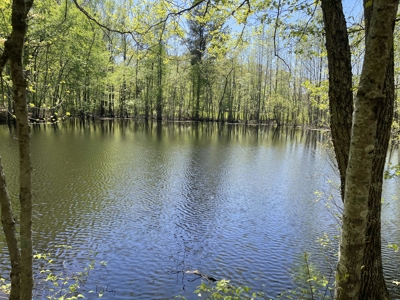 Wooded Land For Sale In Tn, Hunting Land, Land To Build On - image 4