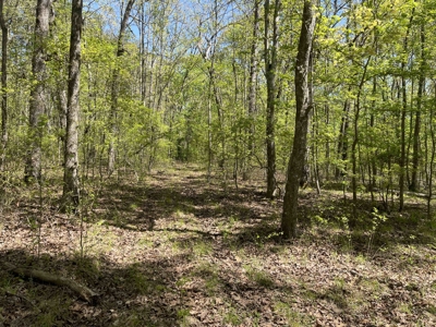 Wooded Land For Sale In Tn, Hunting Land, Land To Build On - image 24