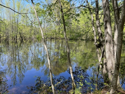 Wooded Land For Sale In Tn, Hunting Land, Land To Build On - image 13