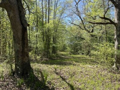 Wooded Land For Sale In Tn, Hunting Land, Land To Build On - image 32