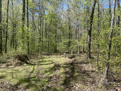 Wooded Land For Sale In Tn, Hunting Land, Land To Build On - image 22