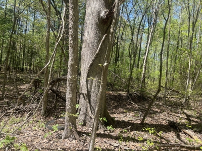 Wooded Land For Sale In Tn, Hunting Land, Land To Build On - image 19