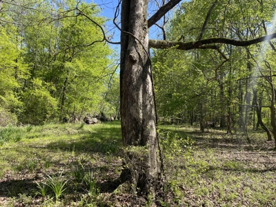 Wooded Land For Sale In Tn, Hunting Land, Land To Build On - image 30