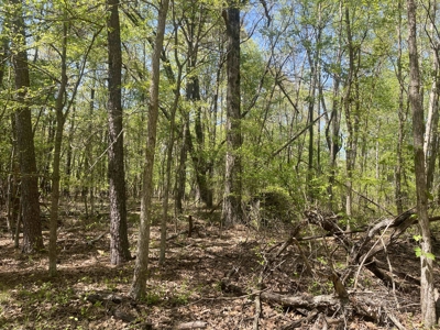 Wooded Land For Sale In Tn, Hunting Land, Land To Build On - image 20
