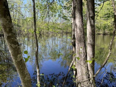 Wooded Land For Sale In Tn, Hunting Land, Land To Build On - image 7