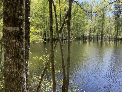 Wooded Land For Sale In Tn, Hunting Land, Land To Build On - image 14