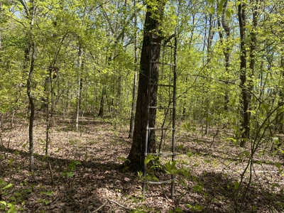 Wooded Land For Sale In Tn, Hunting Land, Land To Build On - image 6