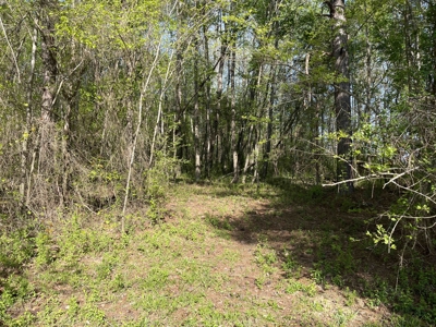 Wooded Land For Sale In Tn, Hunting Land, Land To Build On - image 16