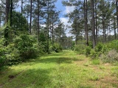 Turnkey Pike County, MS 70 Acres Hunting Property - image 28