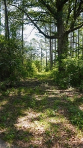 Turnkey Pike County, MS 70 Acres Hunting Property - image 22