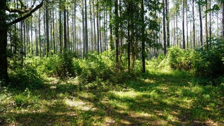 Turnkey Pike County, MS 70 Acres Hunting Property - image 23