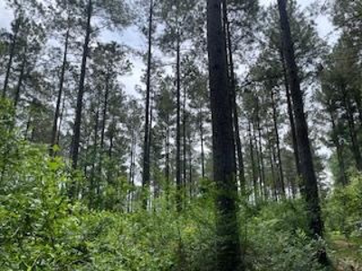 Turnkey Pike County, MS 70 Acres Hunting Property - image 29
