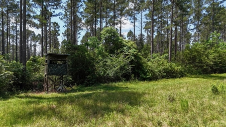 Turnkey Pike County, MS 70 Acres Hunting Property - image 20