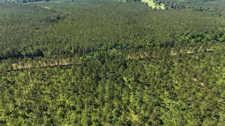 Turnkey Pike County, MS 70 Acres Hunting Property - image 17