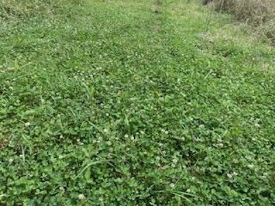 Turnkey Pike County, MS 70 Acres Hunting Property - image 21