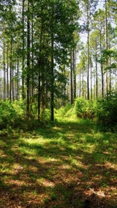 Turnkey Pike County, MS 70 Acres Hunting Property - image 15