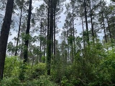 Turnkey Pike County, MS 70 Acres Hunting Property - image 31
