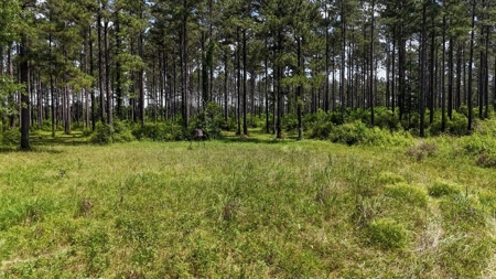 Turnkey Pike County, MS 70 Acres Hunting Property - image 1