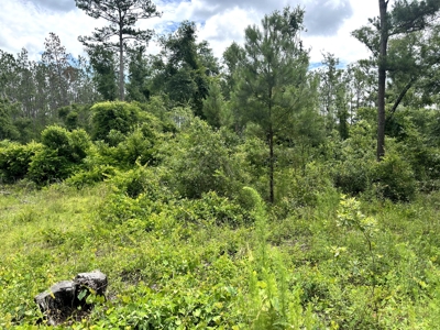 Recreational Lot for Sale in Suwannee County Florida - image 2