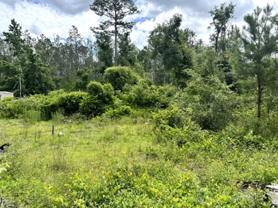 Recreational Lot for Sale in Suwannee County Florida - image 4