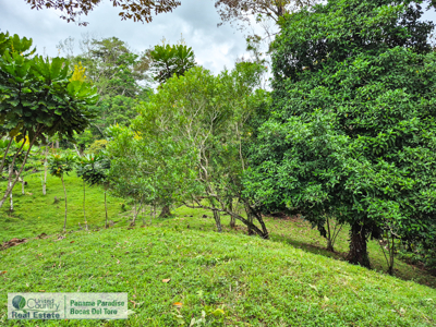 3.11-Acre Waterfront Land for Sale – Isla Solarte, Bocas del Toro - image 9