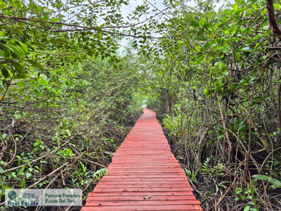 3.11-Acre Waterfront Land for Sale – Isla Solarte, Bocas del Toro - image 16
