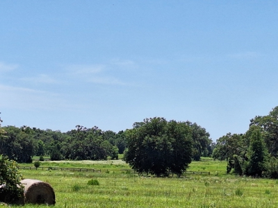 20 Acres--Exceptional Horse Property Near Ocala, Florida - image 31