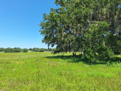 20 Acres--Exceptional Horse Property Near Ocala, Florida - image 2