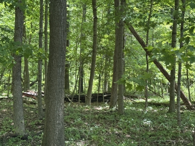 Build-Ready Wooded Lot For Sale in Centerburg, Ohio - image 9