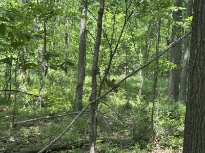 Build-Ready Wooded Lot For Sale in Centerburg, Ohio - image 11