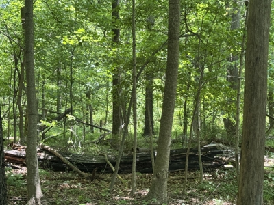 Build-Ready Wooded Lot For Sale in Centerburg, Ohio - image 13