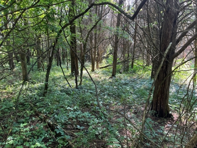 24 mostly cleared acres near Smiths Grove Ky. for sale. - image 2