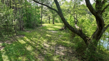 South Mississippi Hunting Paradise for Sale Amite County,MS - image 2