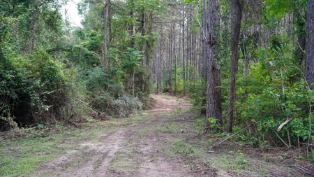 South Mississippi Hunting Paradise for Sale Amite County,MS - image 13