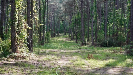 South Mississippi Hunting Paradise for Sale Amite County,MS - image 27