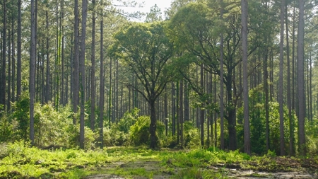 South Mississippi Hunting Paradise for Sale Amite County,MS - image 38