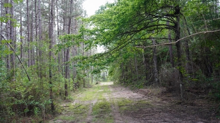 South Mississippi Hunting Paradise for Sale Amite County,MS - image 15