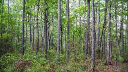 South Mississippi Hunting Paradise for Sale Amite County,MS - image 42