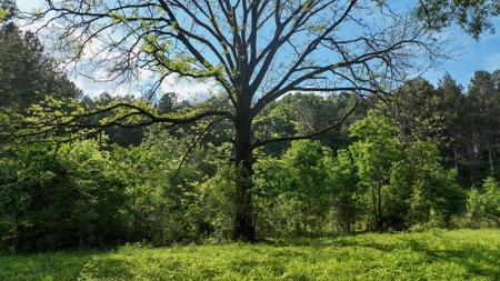 South Mississippi Hunting Paradise for Sale Amite County,MS - image 3